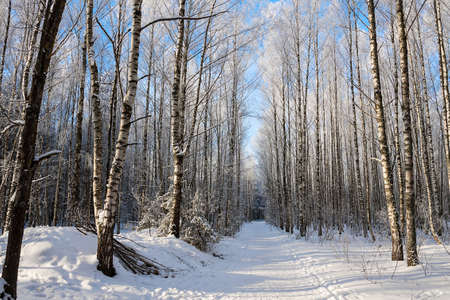 beautiful winter landscape of snow-covered nature, trees in frostの写真素材