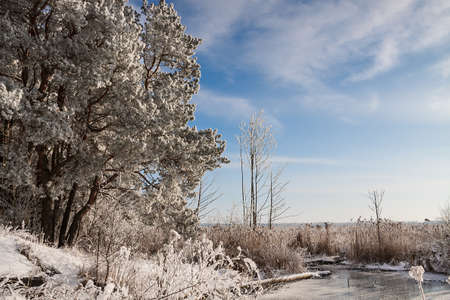 beautiful winter landscape of snow-covered nature, trees in frostの写真素材