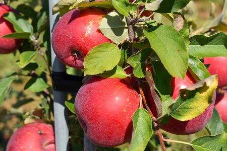 Apples on the branch.の写真素材