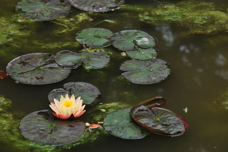 Lake Comoの写真素材