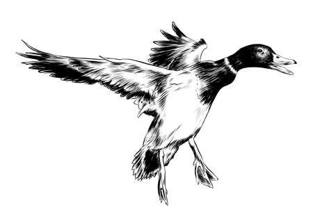 Vector engraved style illustration for posters, decoration and print. Hand drawn sketch of flying duck in black isolated on white background. Detailed vintage etching style drawing.のイラスト素材