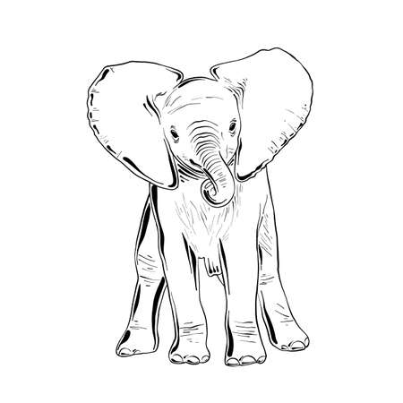 Vector engraved style illustration for posters, decoration and print. Hand drawn sketch of little elephant in black isolated on white background. Detailed vintage etching style drawingのイラスト素材
