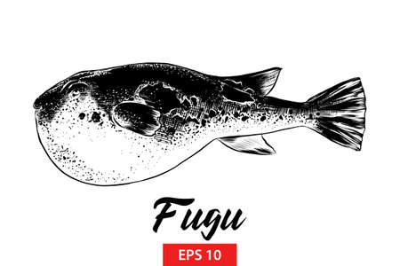 Vector engraved style illustration for posters, decoration and print. Hand drawn sketch of fugu fish in black isolated on white background. Detailed vintage etching style drawing.のイラスト素材
