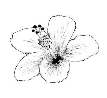 Vector engraved style illustration for posters, decoration and print. Hand drawn sketch of hawaiian hibiscus flower in black isolated on white background. Detailed vintage etching style drawing.のイラスト素材