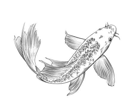 Vector engraved style illustration for posters, decoration and print. Hand drawn sketch of japanese carp fish isolated on white background. Detailed vintage etching drawing.のイラスト素材