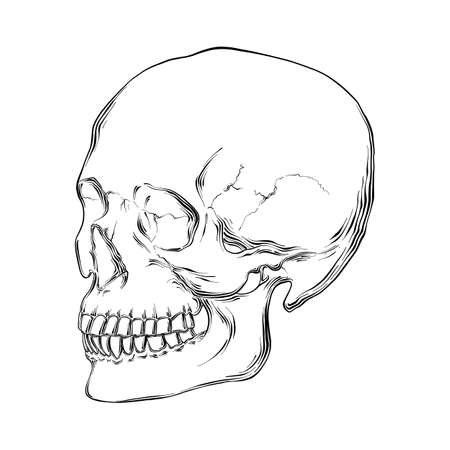 Vector engraved style illustration for posters, decoration and print. Hand drawn sketch of human skull in black isolated on white background. Detailed vintage etching style drawing.のイラスト素材