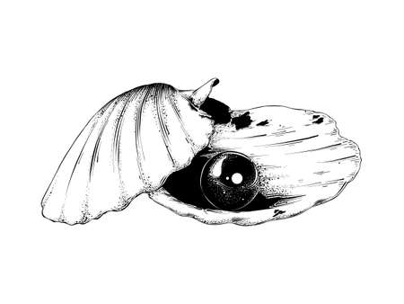 Vector engraved style illustration for posters, decoration and print. Hand drawn sketch of shell with pearl in black isolated on white background. Detailed vintage etching style drawingのイラスト素材