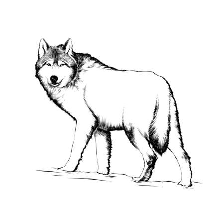 Vector engraved style illustration for posters, decoration and print. Hand drawn sketch of wolf in...