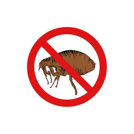 Vector hand drawn engraved isolated illustration of flea, animal parasite. Prohibited insect, stop,...