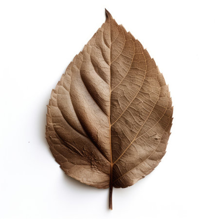 Dry natural brown leaf, autumn season plant, botanical isolated illustration on white backgroundの素材