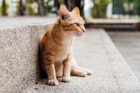 Orange cat sits  on the stairs and looking awayの写真素材