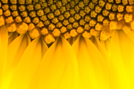 Bright yellow sunflowers sun flower close up in field garden