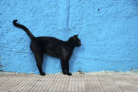 Black cat with blue wall background  Alert position の写真素材