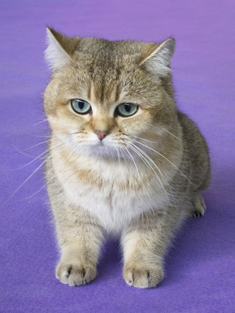 Gray and light brown kitten on purple backgroundの写真素材