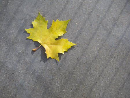 Multicolored autumn leaf on the gray ground