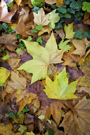 Autumn carpet of multicolor leaves. Macro shot.