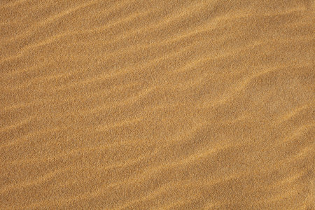 



















Find Similar Files
Download a Comp
Save to Lightbox
 








































Golden sand waves in a beach




の写真素材