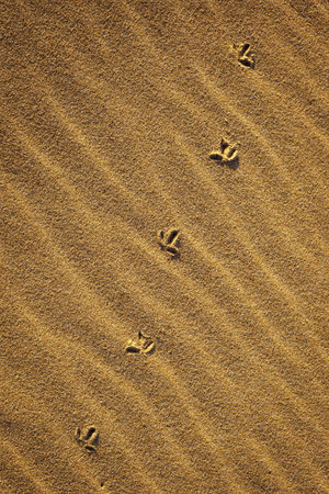 Bird footprints on a natural drawing in the sand. Macro shot.の写真素材
