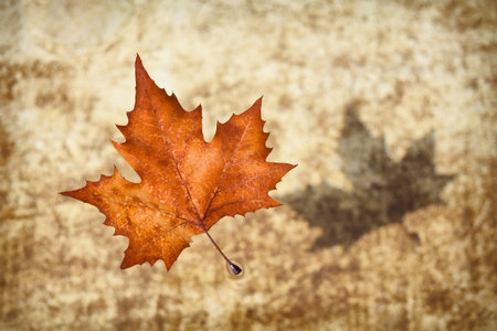An autumn leaf floating on pond water