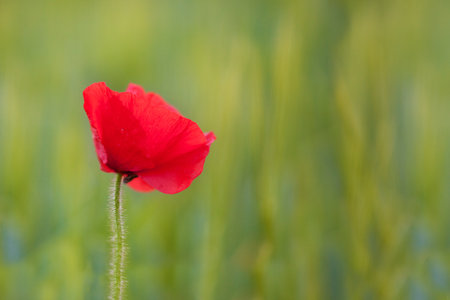 Poppy Flower with selective focus. Macro shot Horizontal.の写真素材