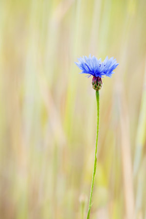 Little Blue Flower with selective focus. Macro shot.の写真素材