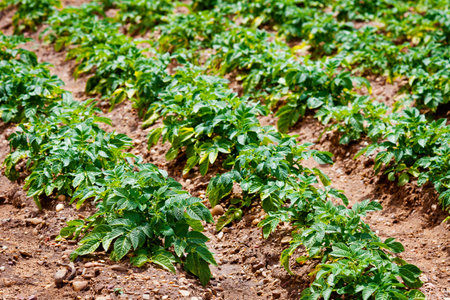 Planting potatoes in perspective with selective focusの写真素材
