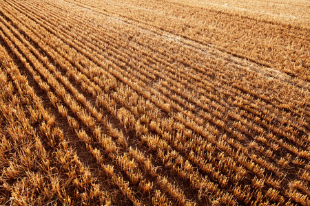 Newly harvested cereal field.  Diminishing Perspective for Backgrounds or Texture. Valladolid, Castilla y Leon, Spainの写真素材