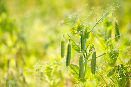 Fresh pea plant ready to harvest. Macro field shot horizontal.の写真素材