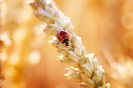 Ladybird on wheat spike  Macro shot in field の写真素材