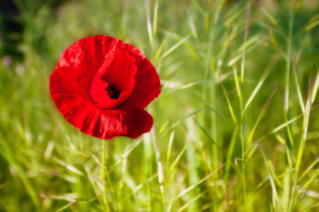 Red poppy flower detail with selective focus and green backgroundの写真素材