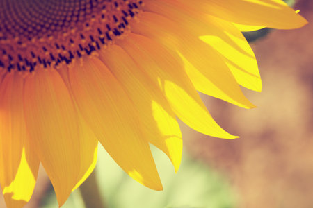 Sunflower petals detaIL. Macro shot. Cross processing effect.の写真素材