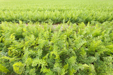 Field of young carrots plants growing. Selective focus.の写真素材