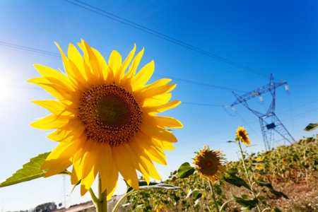 Sunflower with electricity pylons defocused. Clean energy.の写真素材