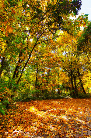 Autumn in the park. Campo Grande public garden, Valladolid. Spain.