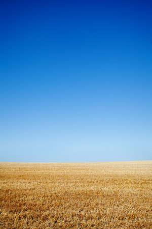 Clean blue sky over cereal fieldの写真素材