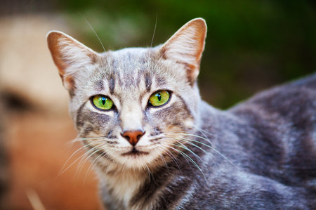 Pretty tabby cat face looking intently at camera. No studio shot.の写真素材