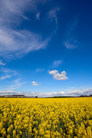 Field of Rapeseed Oil on a sunny day with blue sky. Vertical composition.の写真素材