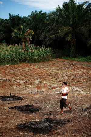 among oil palm plantations and land burnsのeditorial素材