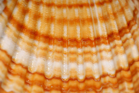 Macrodetail of a orange shell.