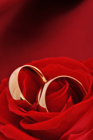 Two golden rings in red rose on red satin backgroundの写真素材