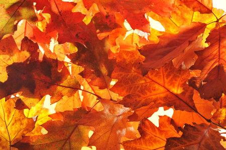 Original autumn oak leaves in different shades of brown and red