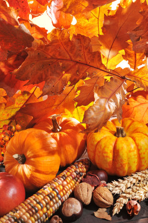 Thanksgiving - pumpkin, apples, nuts, maize and berries in front of highlighted oak foliageの写真素材