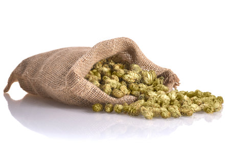 many dried hops for beer and brewery in a gunnysack