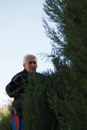 Active white-haired older man working trimming trees