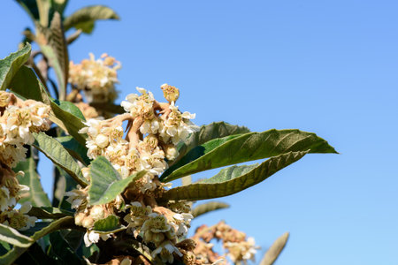 Eriobotrya japonica. Close-up of loquat tree in bloom on a sunny day.の写真素材
