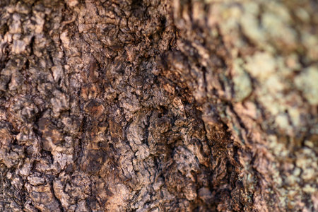 Close-up of the bark of an olive wood log. Background.