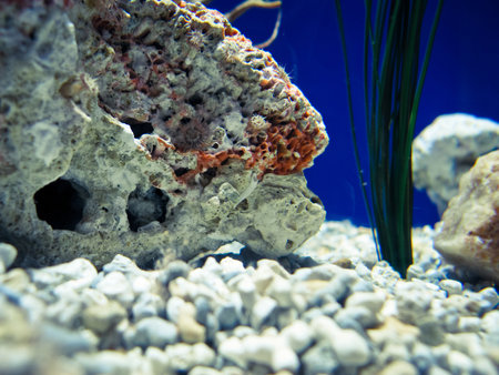 Underwater in a bright Aquarium の写真素材