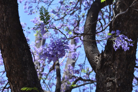 Purple bougainvillea tree trunks with blue sky background