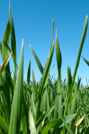 Verical photo of rising green sprouts of barley oats. Agricultural farm field with wheat and cereal at spring time in Aragon region, Spain.の写真素材