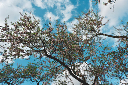 Looking up into a tree of almond blossom against vivid blue sky with clouds. Madrid city park "Quinta de los molinos" in spring, Spain.の写真素材